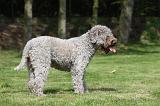 LAGOTTO 039
